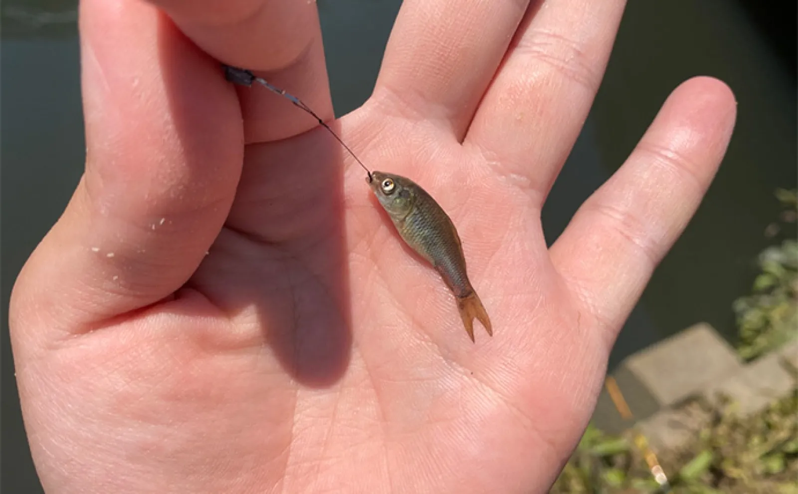「6月は淡水小物釣りのシーズン開幕!」釣ることができる代表的な魚種3選を紹介
