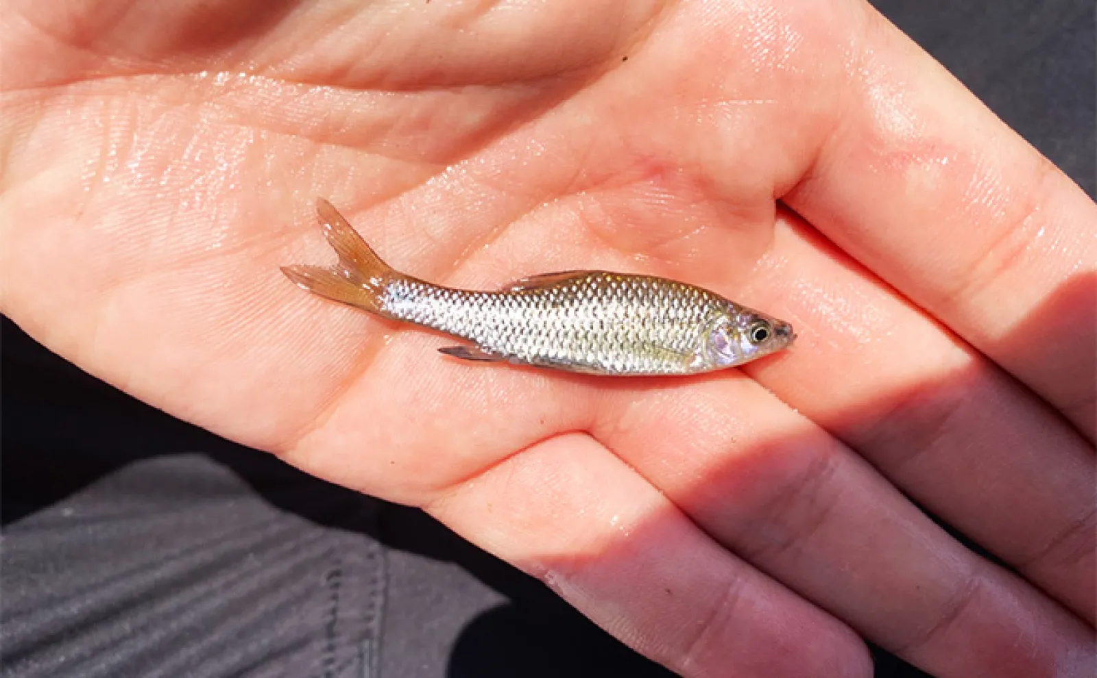「6月は淡水小物釣りのシーズン開幕!」釣ることができる代表的な魚種3選を紹介