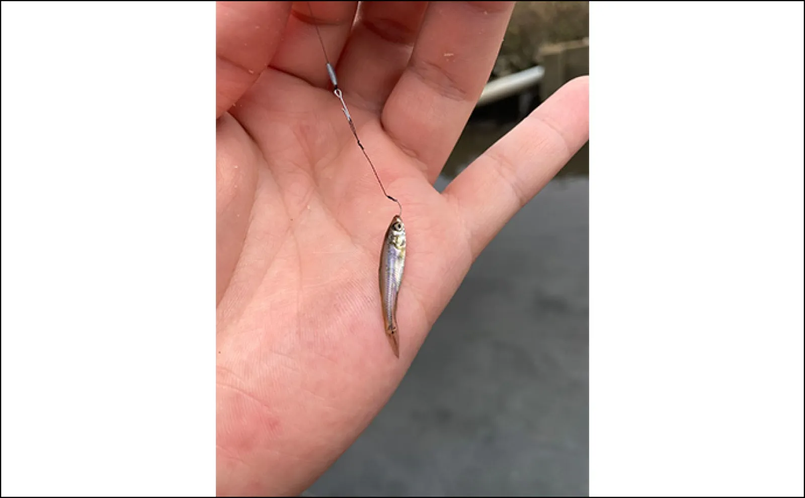 「6月は淡水小物釣りのシーズン開幕!」釣ることができる代表的な魚種3選を紹介