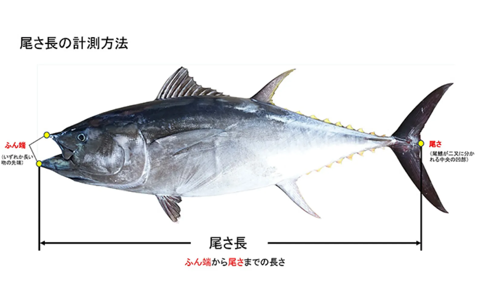 7月4日(金)からクロマグロの遊漁が禁止に! 3日で上限超える6.5トンに到達