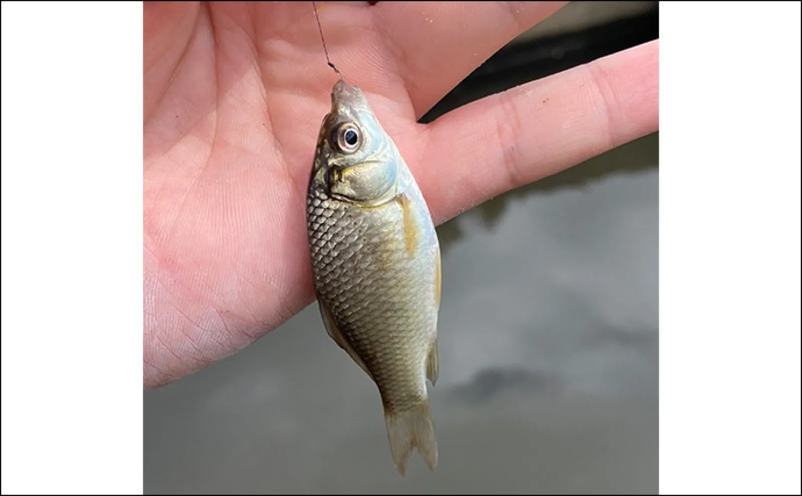「6月は淡水小物釣りのシーズン開幕!」釣ることができる代表的な魚種3選を紹介