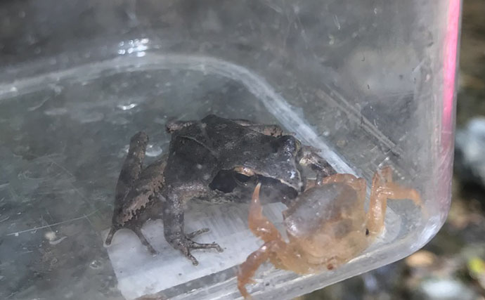 身近な清流で生活する＜サワガニ＞の特殊な子育てスタイル 卵からカニ