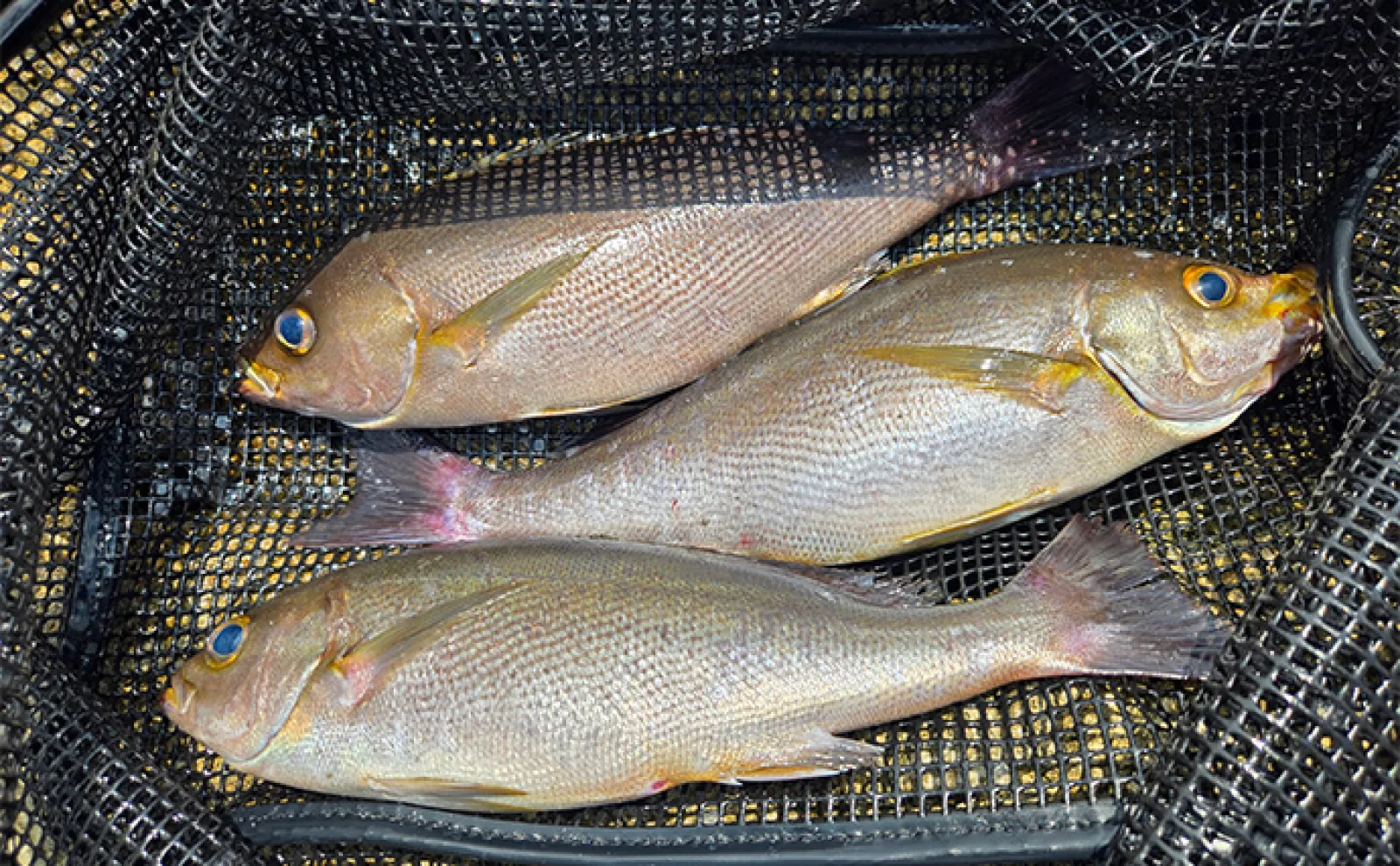 超一級磯でのフカセ釣りで尾長グレと良型イサキ好捕【西伊豆】大量の