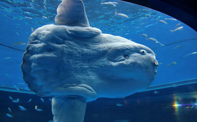 生態はいまだに謎だらけ！」 海に生息する【巨大魚たち】 | アウトドア