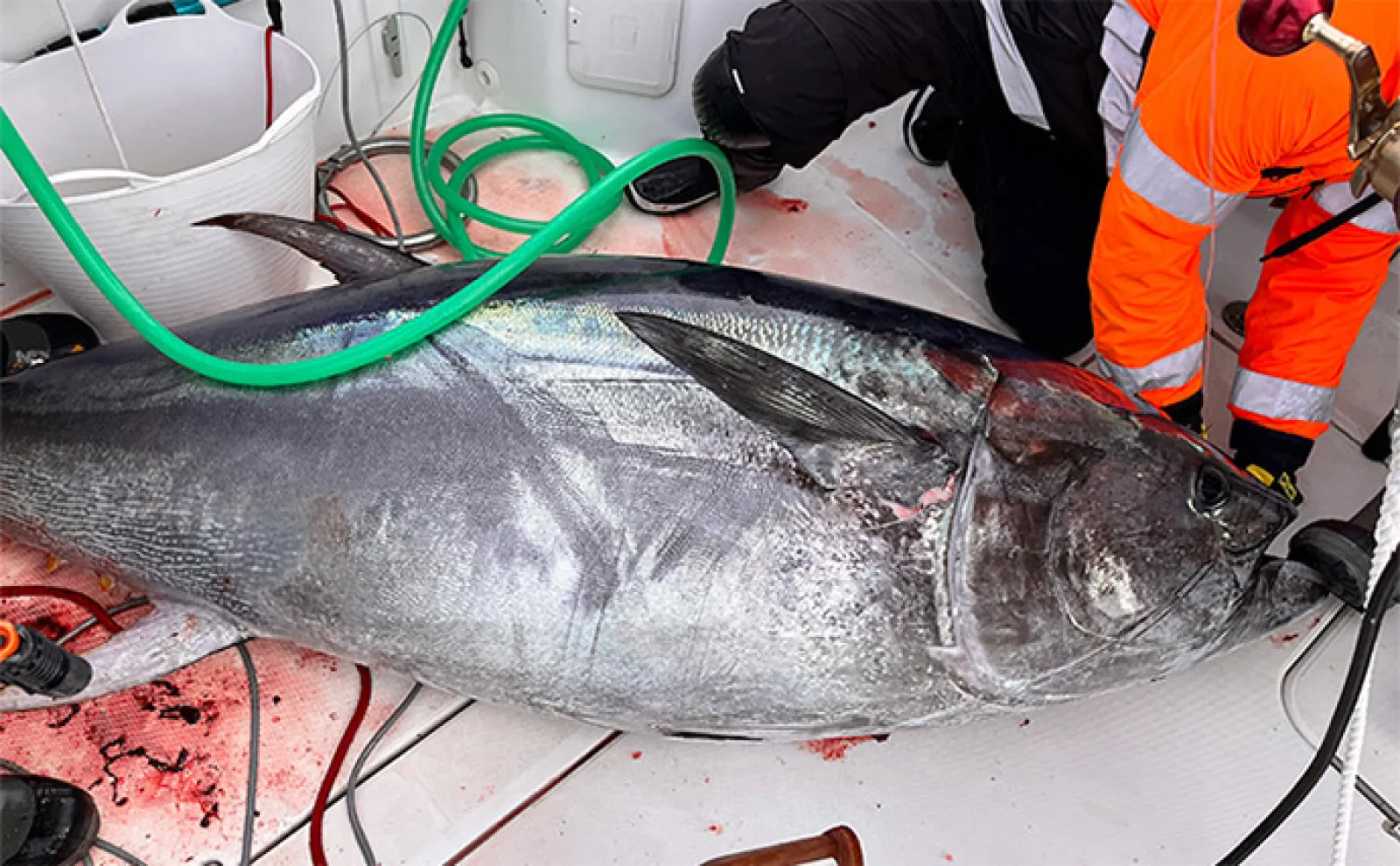 7月4日(金)からクロマグロの遊漁が禁止に! 3日で上限超える6.5トンに到達