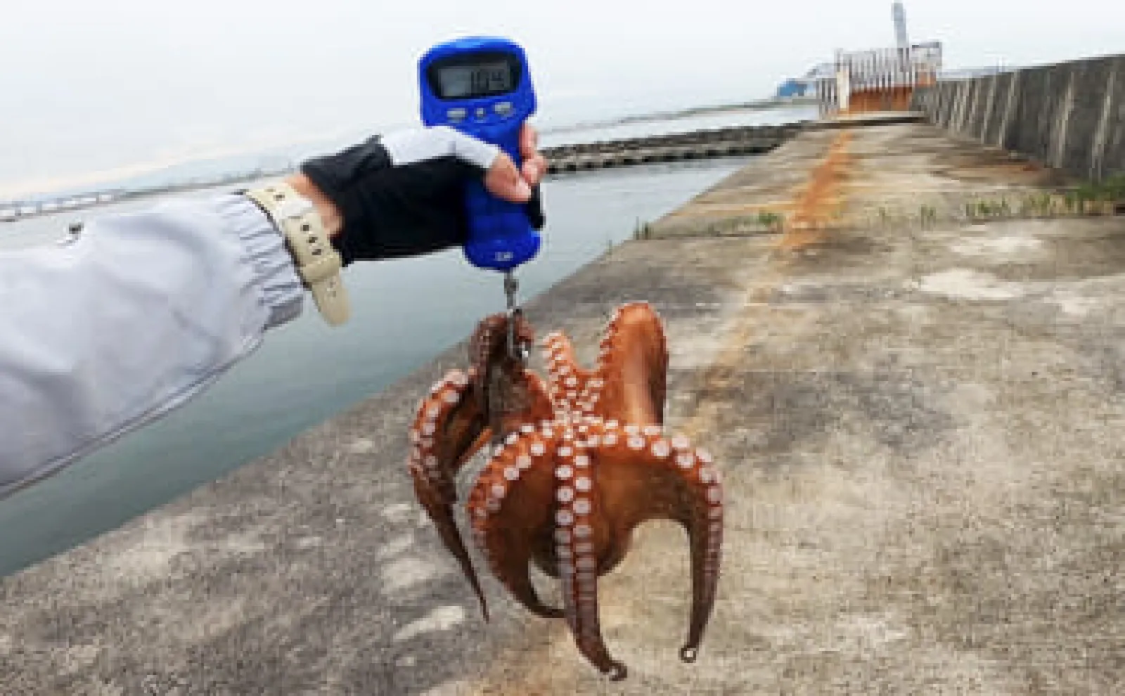 みーたこ 岸和田一文字』で1kg超えマダコをキャッチ【大阪】雨でタコの活性が