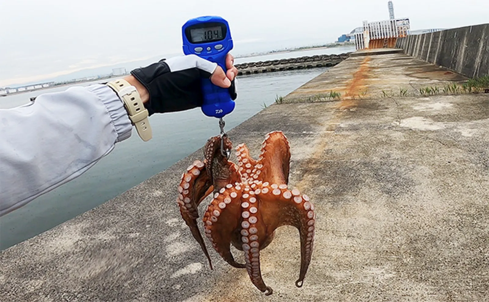 岸和田一文字』で1kg超えマダコをキャッチ【大阪】雨でタコの活性が