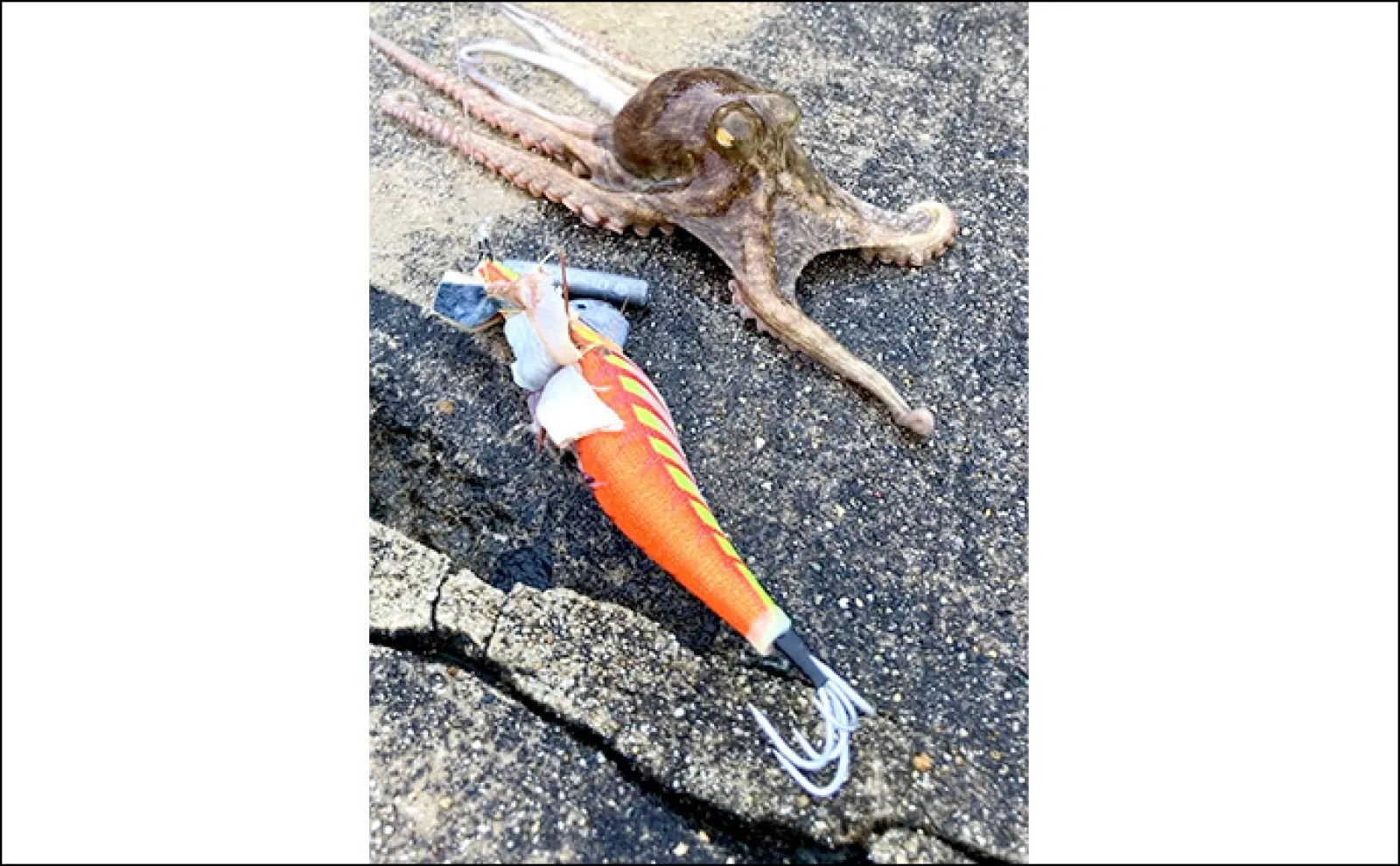 岸和田一文字』で1kg超えマダコをキャッチ【大阪】雨でタコの活性が