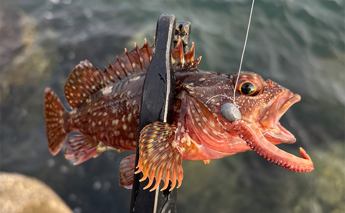 タコの足とちくわを釣りエサにしてみた」深日港での穴釣りでカサゴに