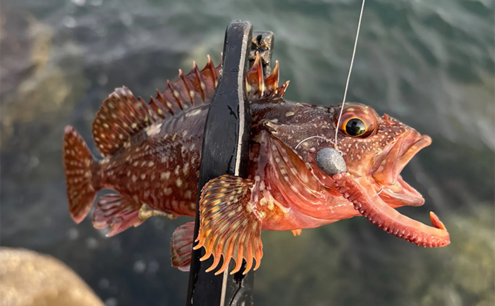 タコの足とちくわを釣りエサにしてみた」深日港での穴釣りでカサゴに