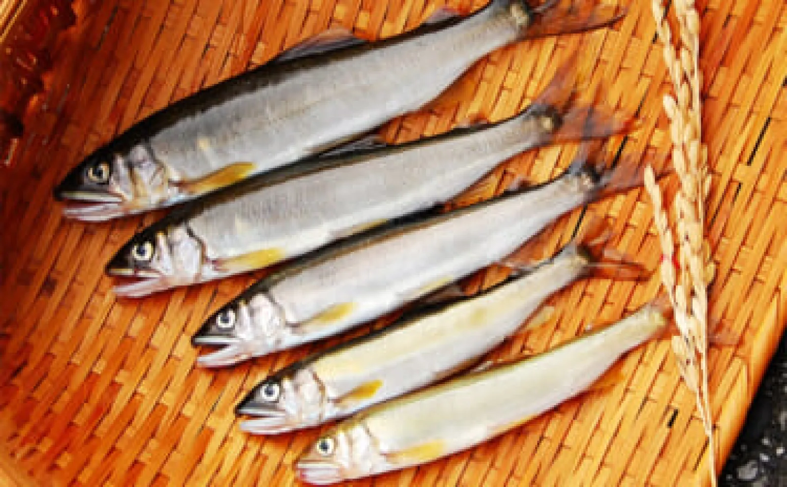 「アユ釣り＝友釣りだけじゃない！」手軽に楽しむエサ釣りの魅力　装備や関東近郊の釣り場も紹介