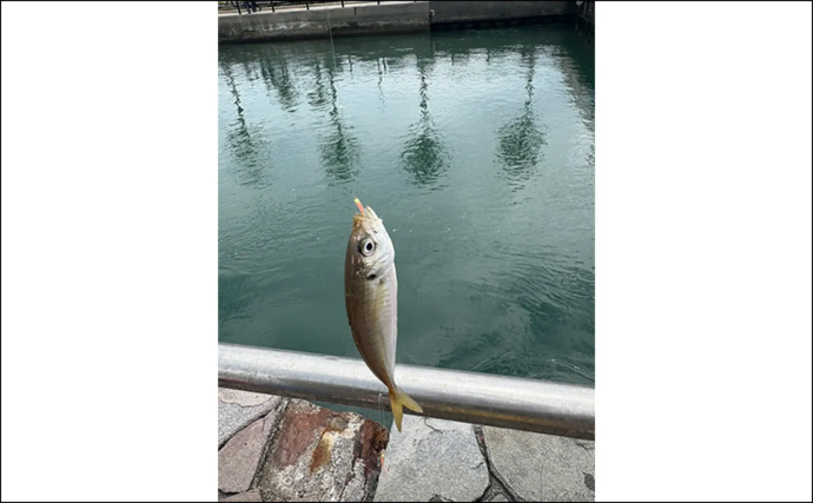 【釣果に差が出るサビキ釣り】誰でもできる釣果アップ法2選「長い竿とトリックサビキを使ってみよう!」