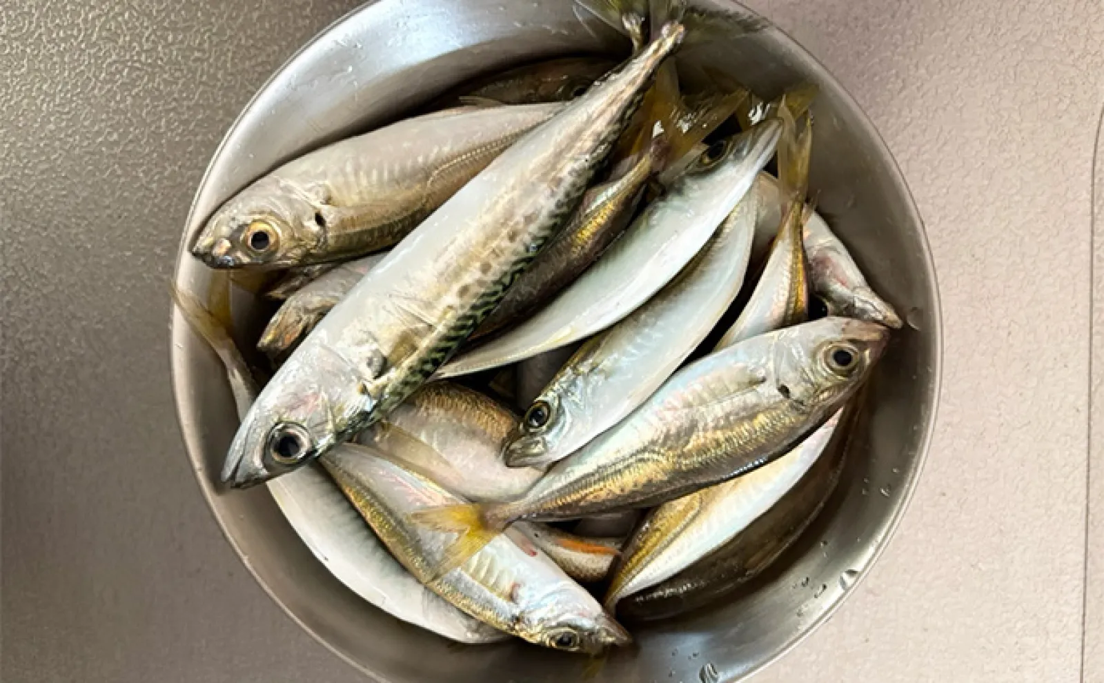 【釣果に差が出るサビキ釣り】誰でもできる釣果アップ法2選「長い竿とトリックサビキを使ってみよう!」