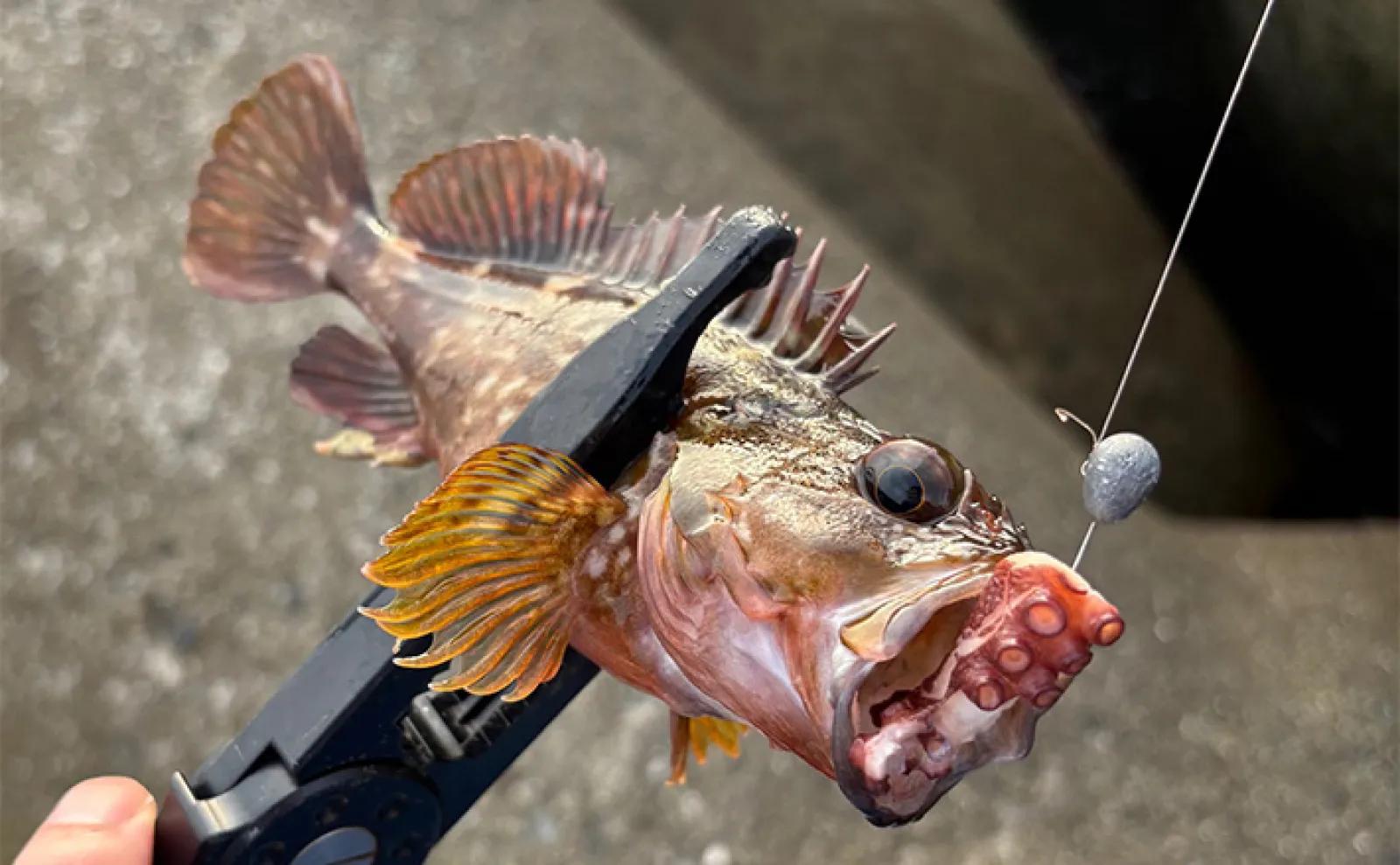 タコの足とちくわを釣りエサにしてみた」深日港での穴釣りでカサゴに