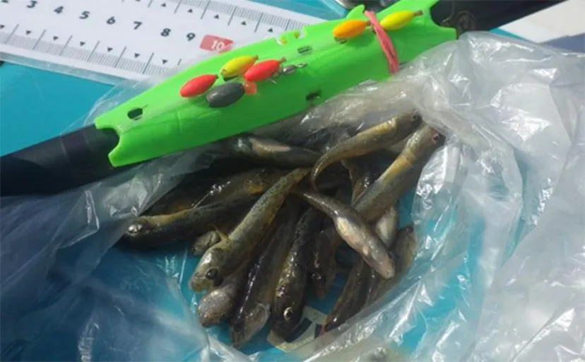 船橋港でのマハゼ釣りで23匹手中【千葉】アナジャコ採りは不発　