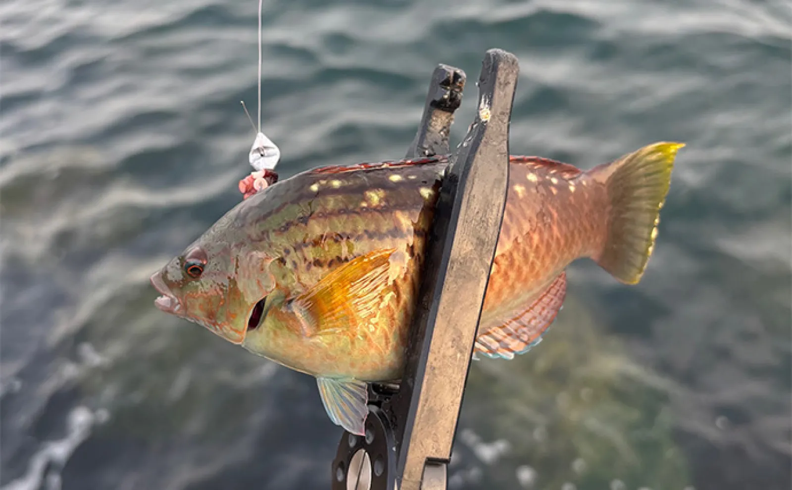 タコの足とちくわを釣りエサにしてみた」深日港での穴釣りでカサゴに