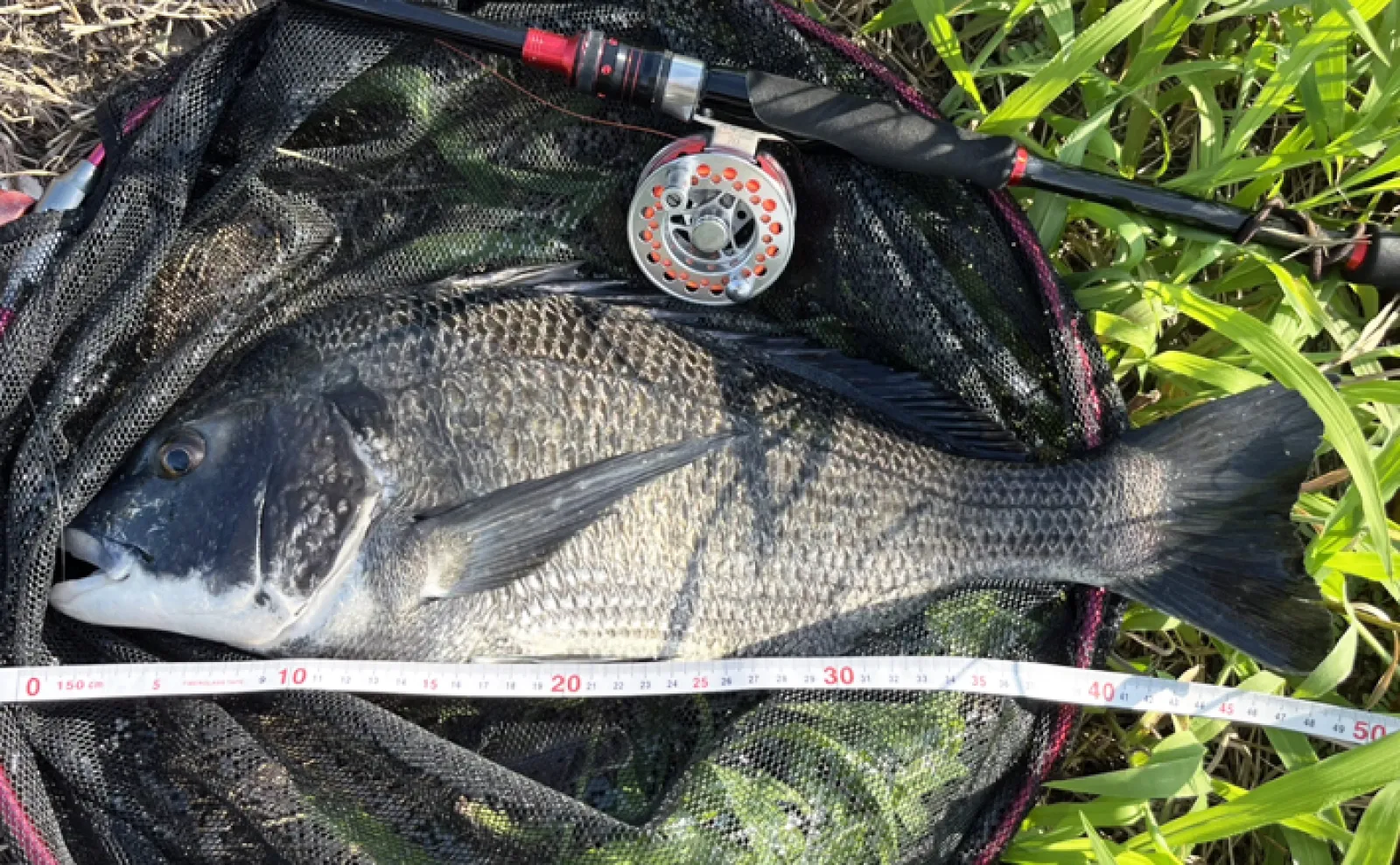 伊勢湾のクロダイ（チヌ）落とし込み釣りで48cm頭に本命3枚キャッチ