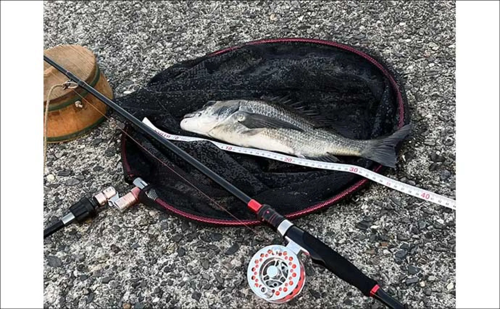 伊勢湾のクロダイ（チヌ）落とし込み釣りで48cm頭に本命3枚キャッチ