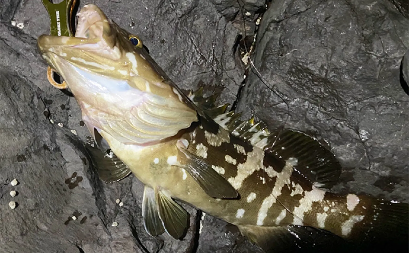 幻の高級魚『クエ』が一晩で3連発！【山口】小まめな打ち返しが釣果