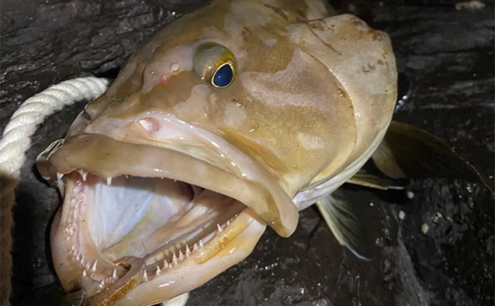 幻の高級魚『クエ』が一晩で3連発！【山口】小まめな打ち返しが釣果