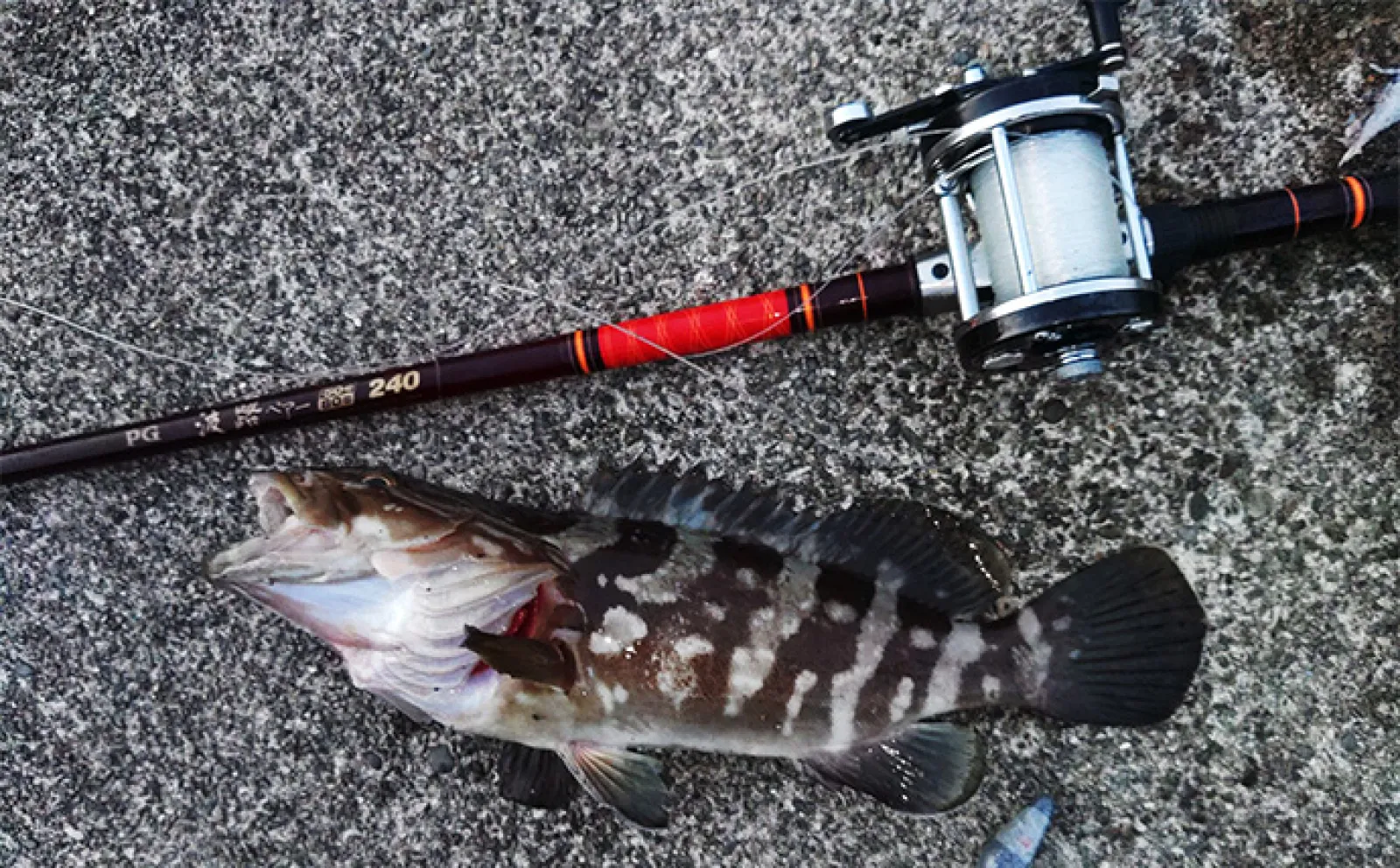 漁港で高級魚クエが釣れる？」 エサ・ルアー釣りどちらでもクエ