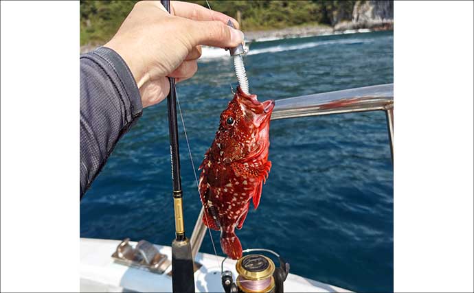 ロックゲームで38.5cm頭にアカハタ7匹【静岡・達丸】生きエサの