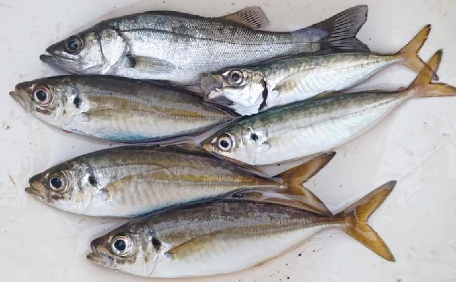 木更津港でサビキ＆泳がせ二本立て釣行【千葉】アジ10尾とスズキ70cmを