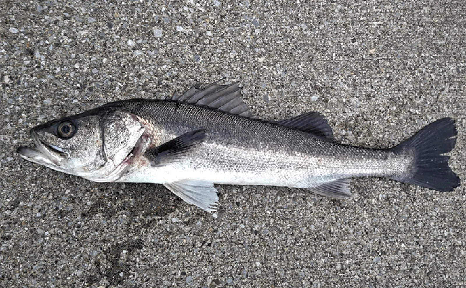 木更津港でサビキ＆泳がせ二本立て釣行【千葉】アジ10尾とスズキ70cmを