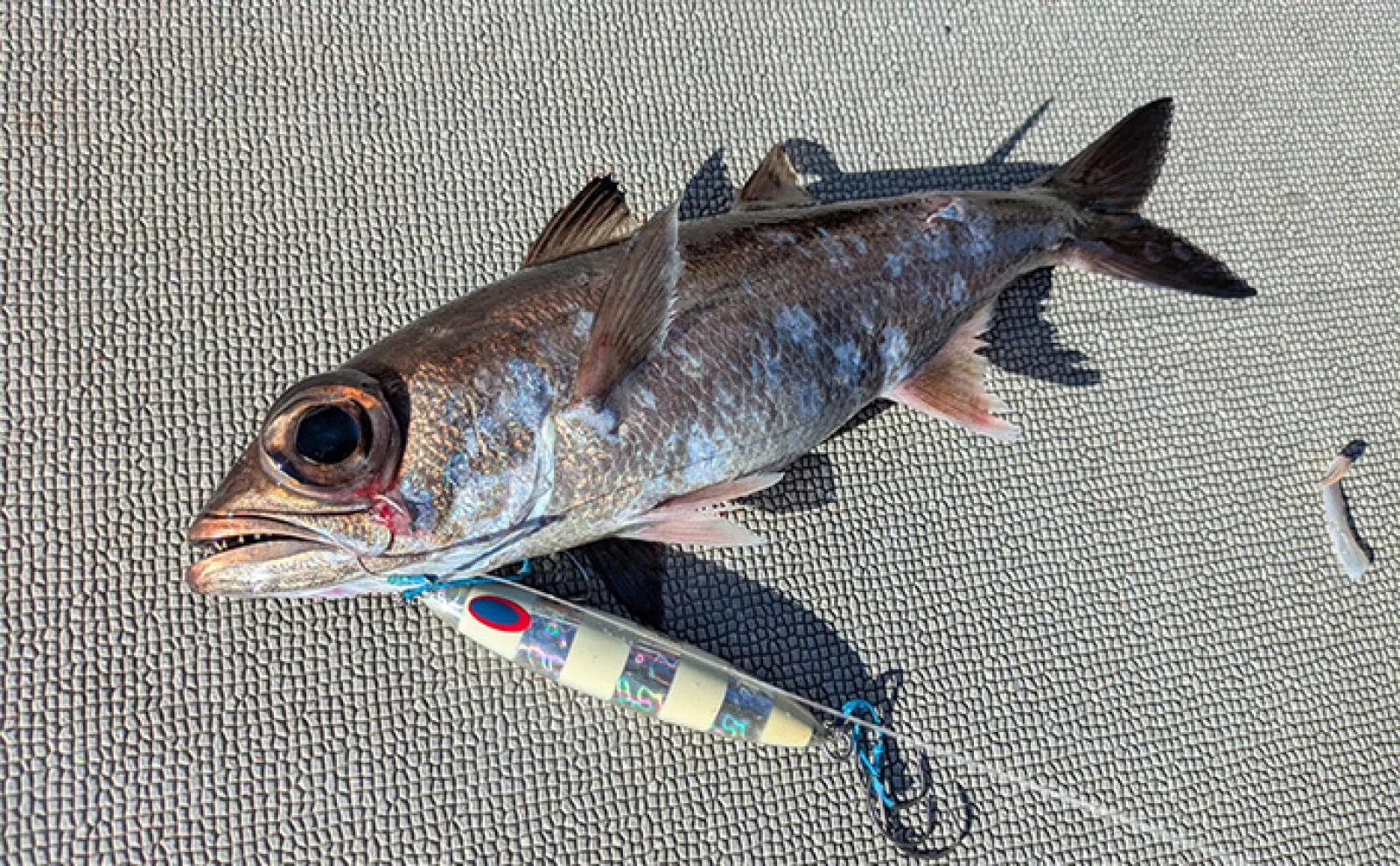 志摩沖の中深海ジギングで良型クロムツが連発！【へいみつ丸】ステイ