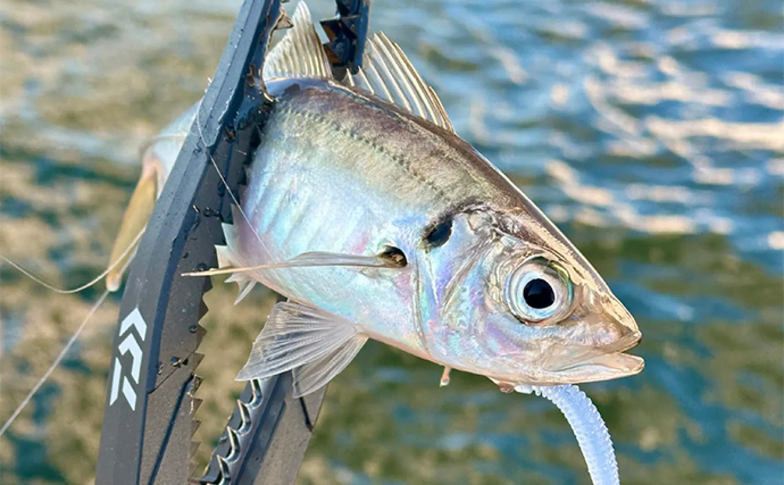 東京湾バチコンアジングが面白い！」25cm級アジの入れ食いを堪能【渡辺