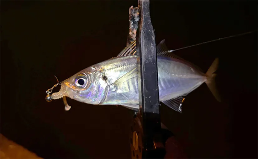 大阪南港フェリーターミナルでアジングが好調！ わずか20分間で「ツ抜け」達成