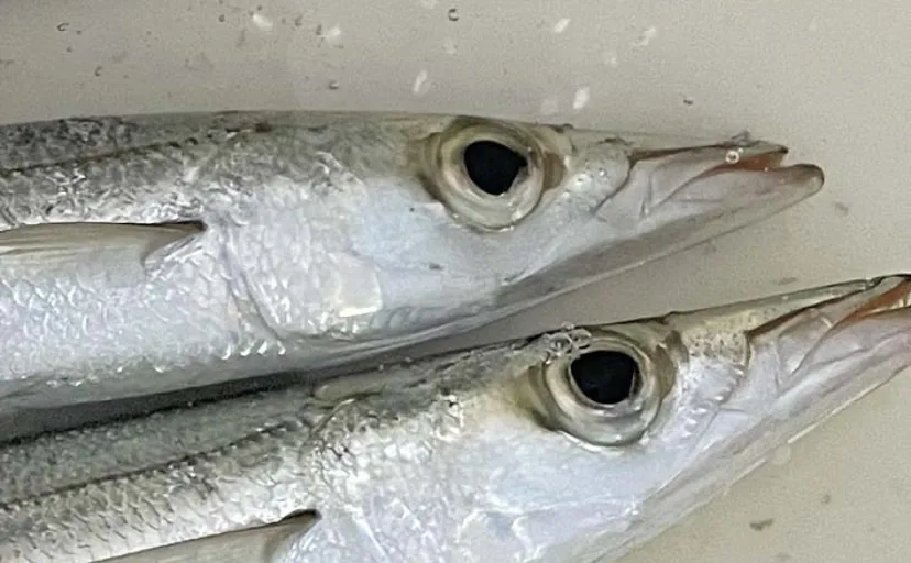 堤防ライトルアー釣りでカマス4尾【千葉・富浦新港】ただ巻きとシャクリ織り混ぜ手中