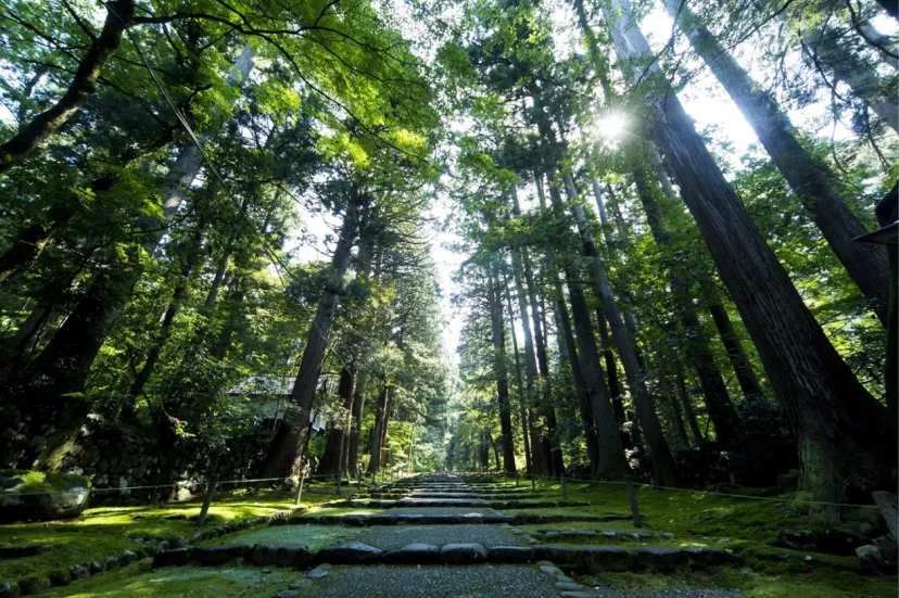 JAM福井勝山東急ホテル＆リゾーツ、白山平泉寺の静かな朝、蛍が舞う夜。初夏の勝山で、自然と文化に触れる「宿泊者向け体験プログラム」を展開