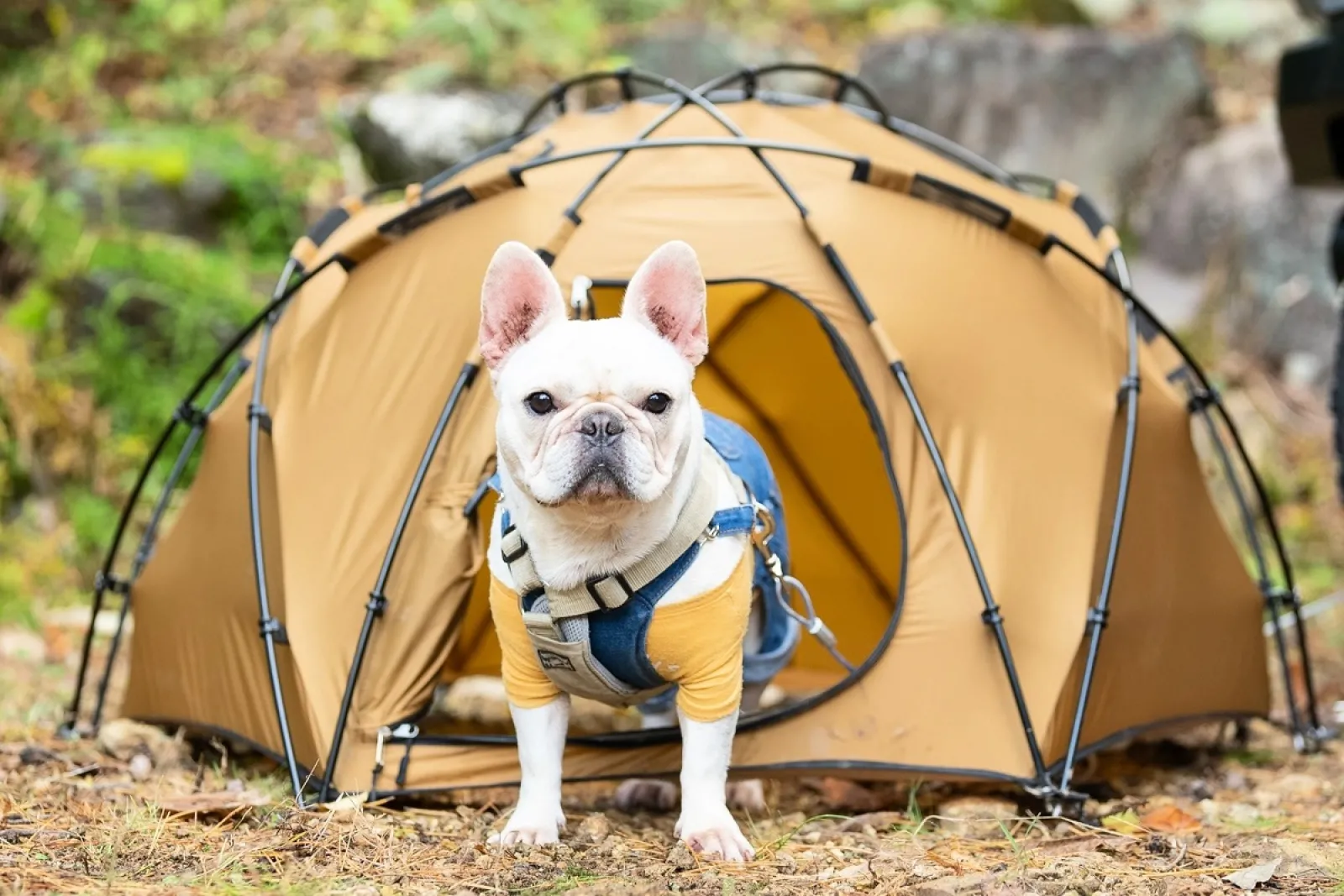 愛犬とキャンプを楽しむ! Wan&Co.ブランド第一弾アイテム登場