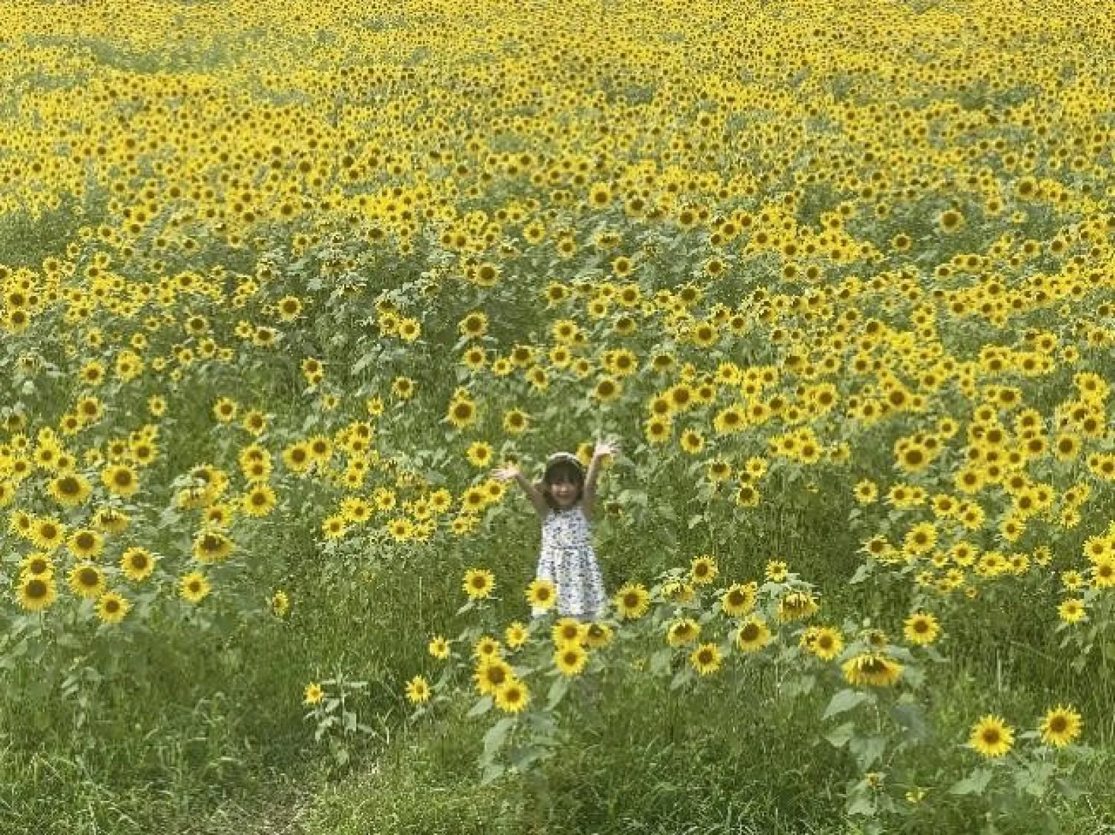 今年で18回目!8月3日(土)より、岐阜県高山市久々野町の旧スキー場「アルコピアひまわり園」が開園