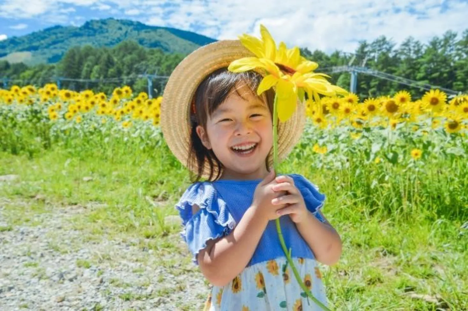 今年で18回目!8月3日(土)より、岐阜県高山市久々野町の旧スキー場「アルコピアひまわり園」が開園