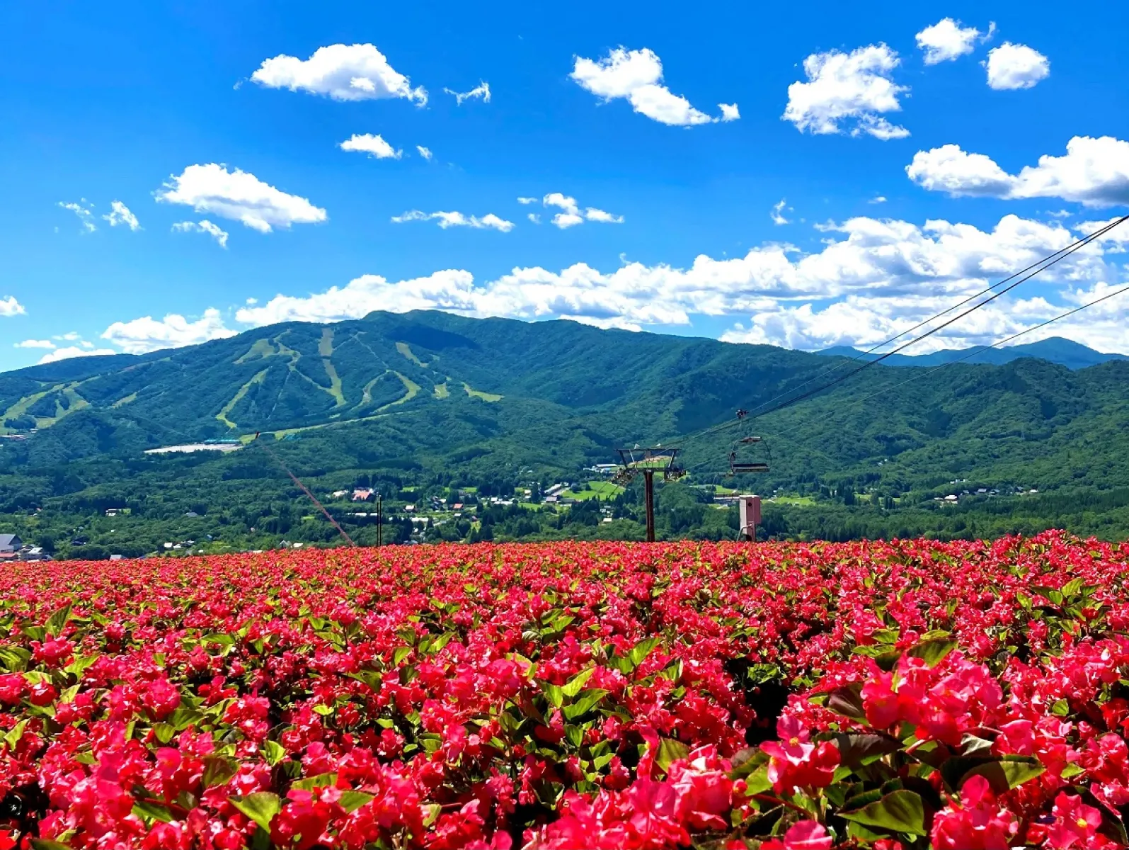 1万5千株のベゴニアが見頃!岐阜県郡上市の高原リゾート「ひるがのピクニックガーデン」