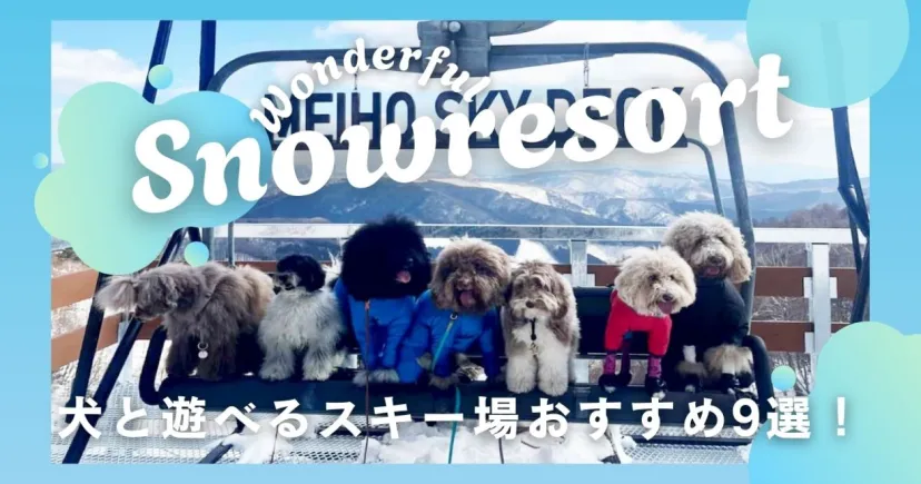 犬と遊べるスキー場おすすめ9選！愛犬と雪遊びできるゲレンデ
